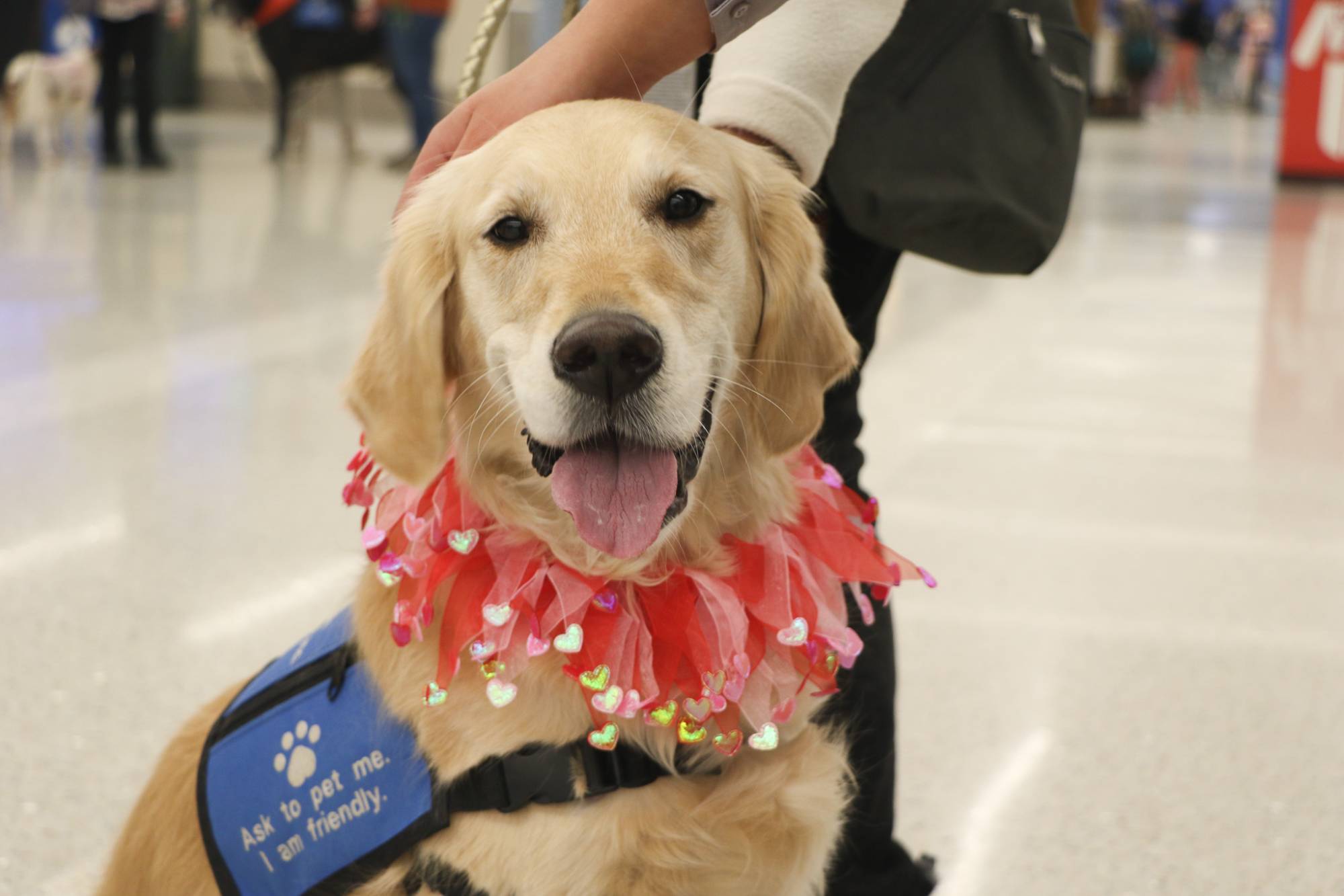 golden retriever looking at camera with a red ribbon on
